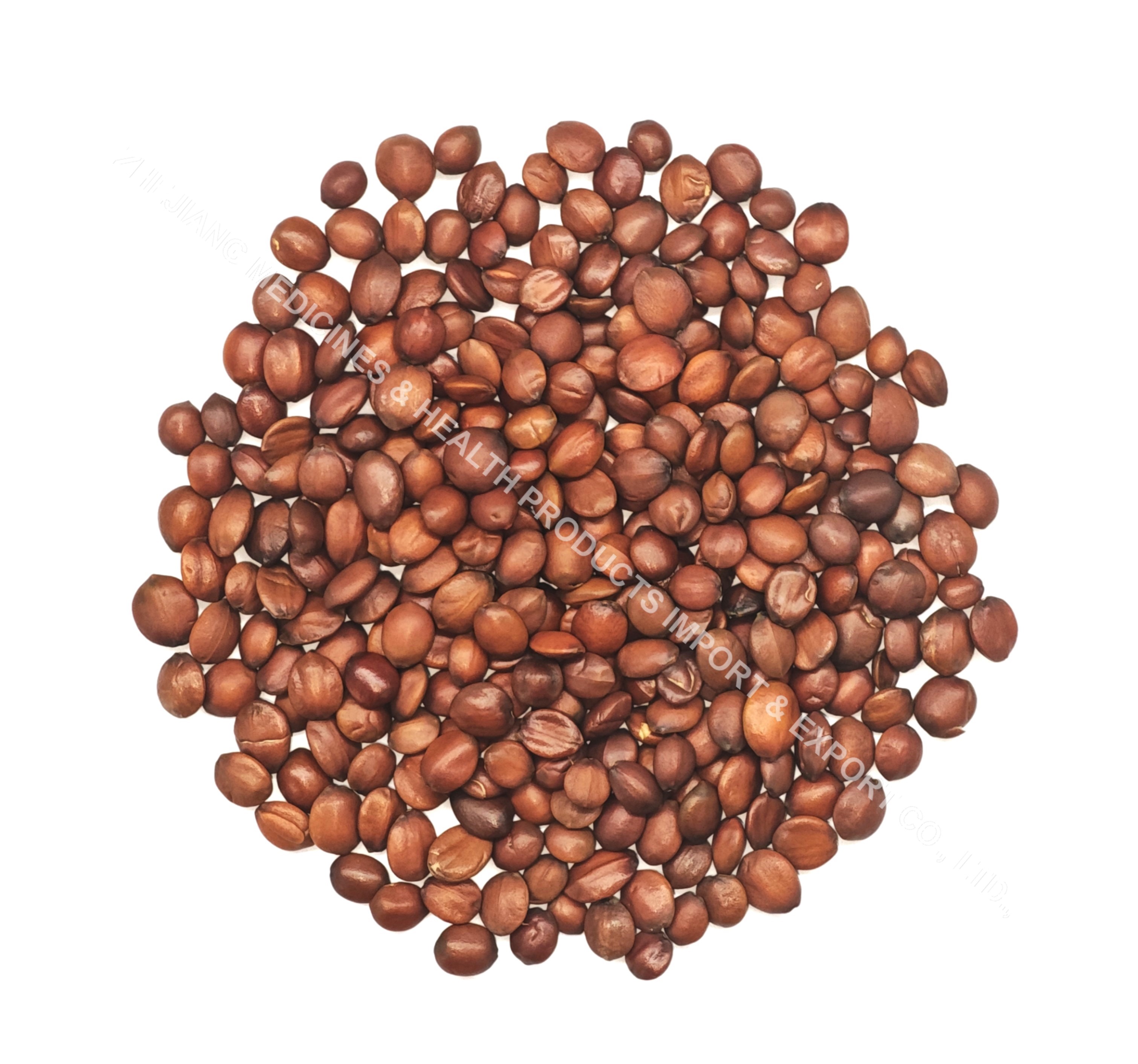 Spine Date Seed