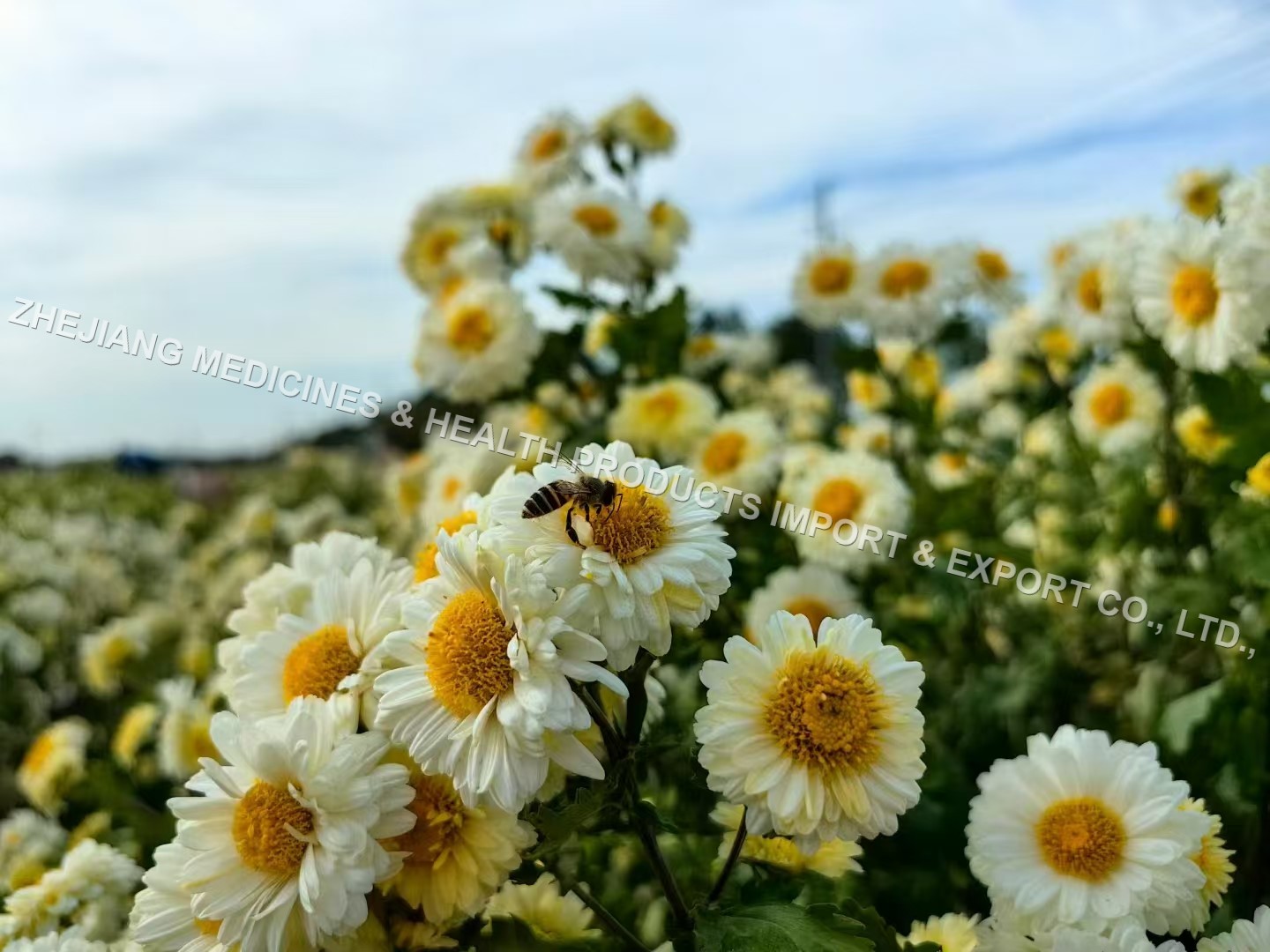 Hangzhou White Chrysanthemum