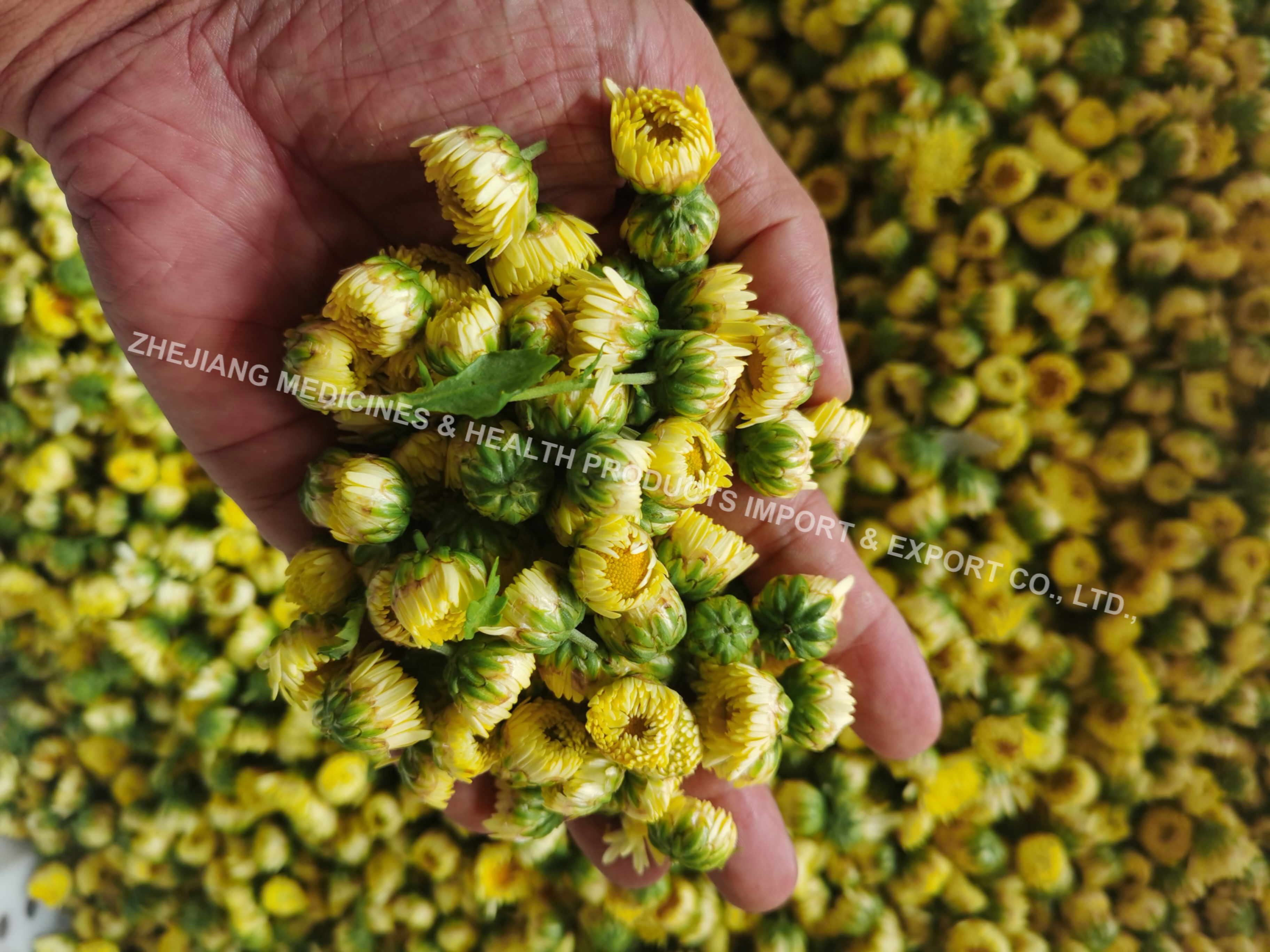 Hangzhou White Chrysanthemum