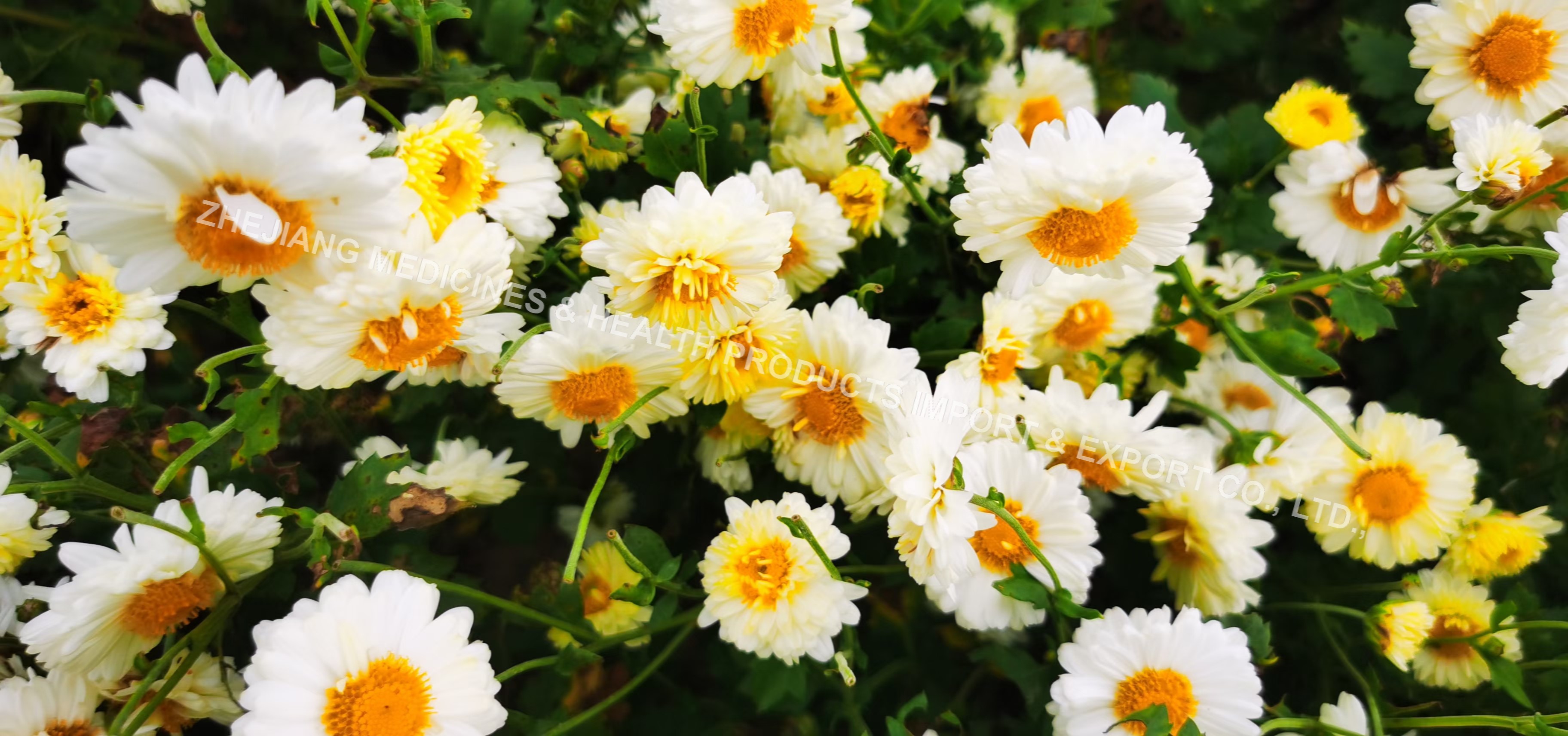 Hangzhou White Chrysanthemum