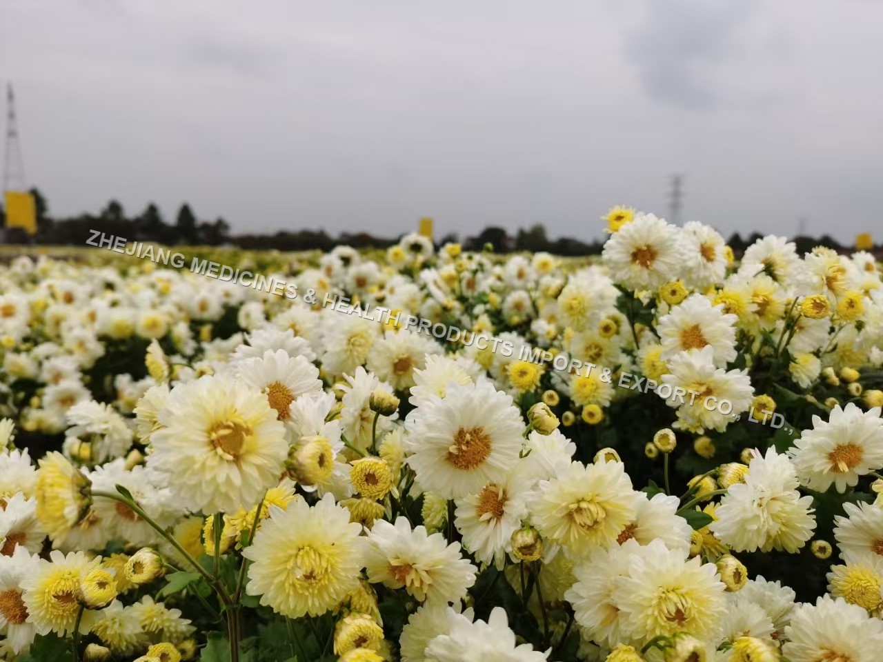 Hangzhou White Chrysanthemum