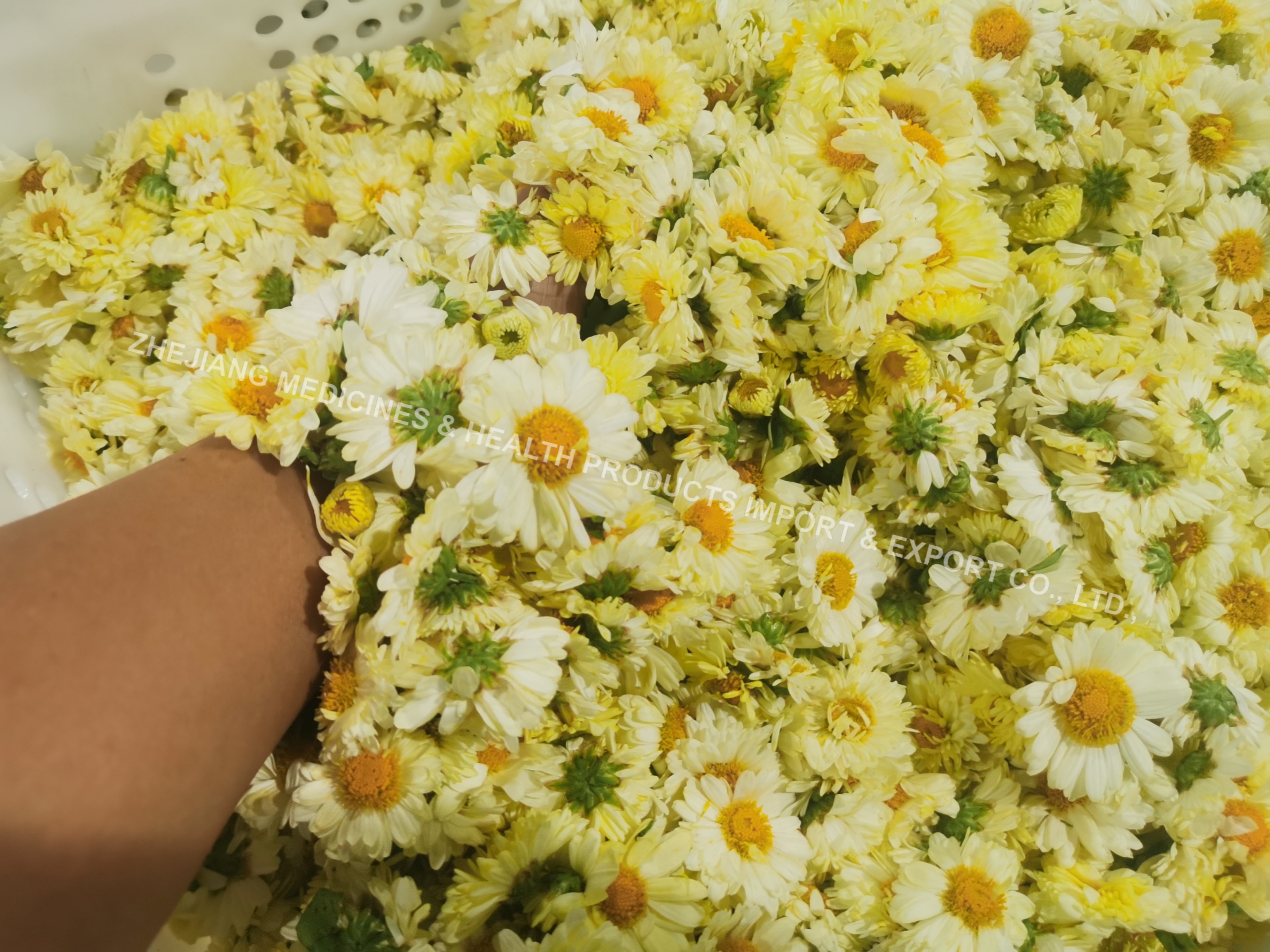 Hangzhou White Chrysanthemum
